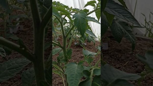 лёгкий способ формирования детерминантных томатов