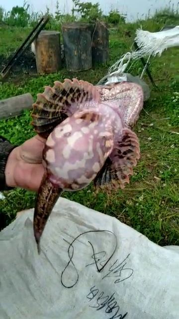 рыбы монстры Японского моря