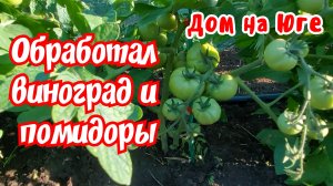 Дом на Юге. Обработал виноград и помидоры.