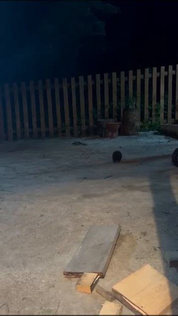 К нам ежик пришёл! ❤🦔 смотреть онлайн