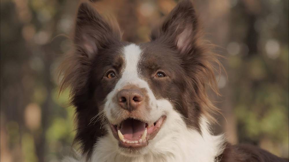 Про Собак и людей.
Музыка и исполнение Михаил Муромов Чао-Чао