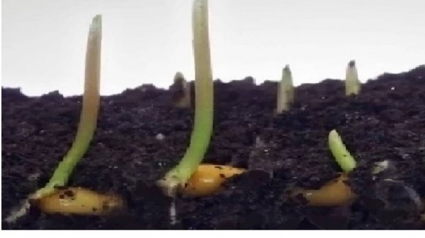 3-2-2+  Трансформации нуклеотидов в организмы    Постановка проблемы