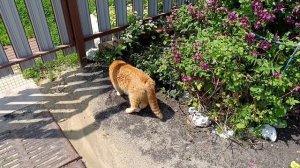 23-06-2025 Жизнь в деревне 🏡. Погода шепчет.