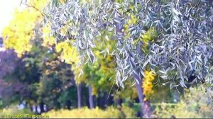 Сергей Завьялов - Ивушка