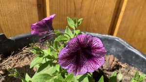 Петуния вегетативная CASCADIAS Purple Ice (Каскадиас Пёрпл айс)