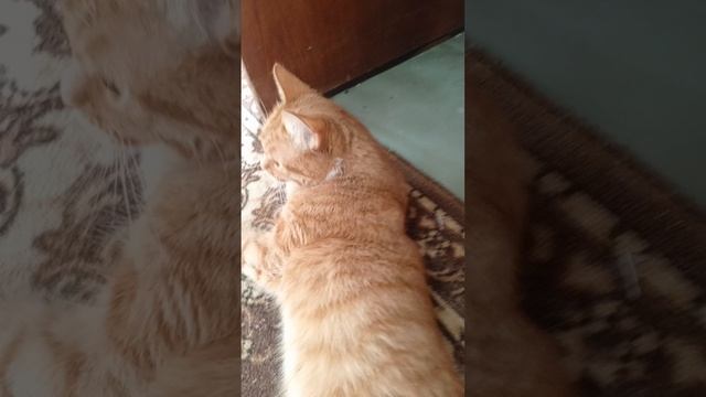 Новость от Милашки смотреть онлайн