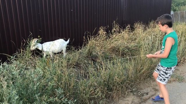 Нашли возле родника крестик, иконы и соль.../ Дети дразнят козу смотреть онлайн