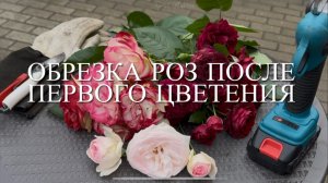 Розы. Обрезка роз после первого цветения. Как правильно обрезать клаймберы и флорибунды. 🌹🌹🌹