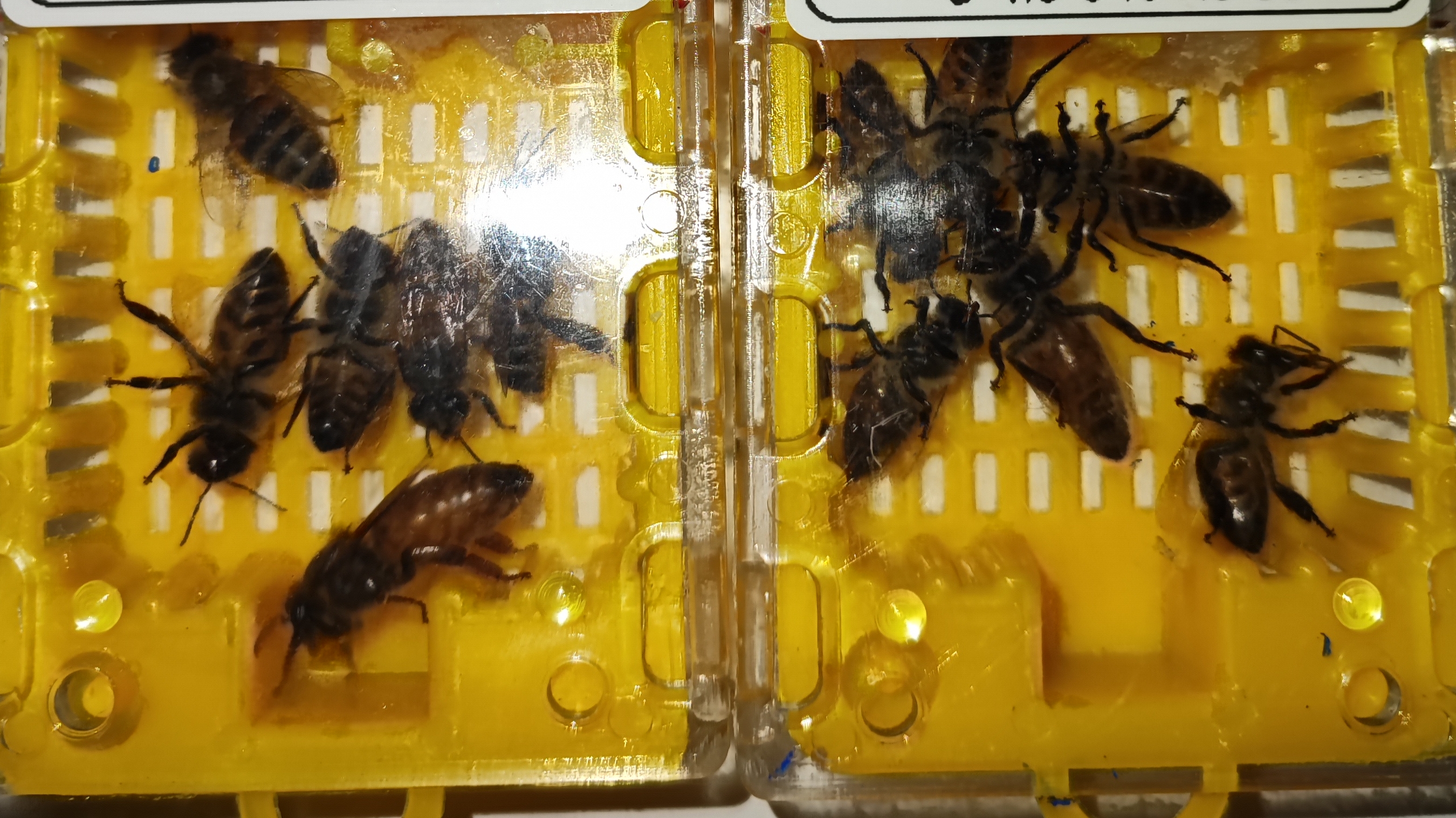 В работе бакфаст Ф1 и дворняги!  🐝🐝🐝