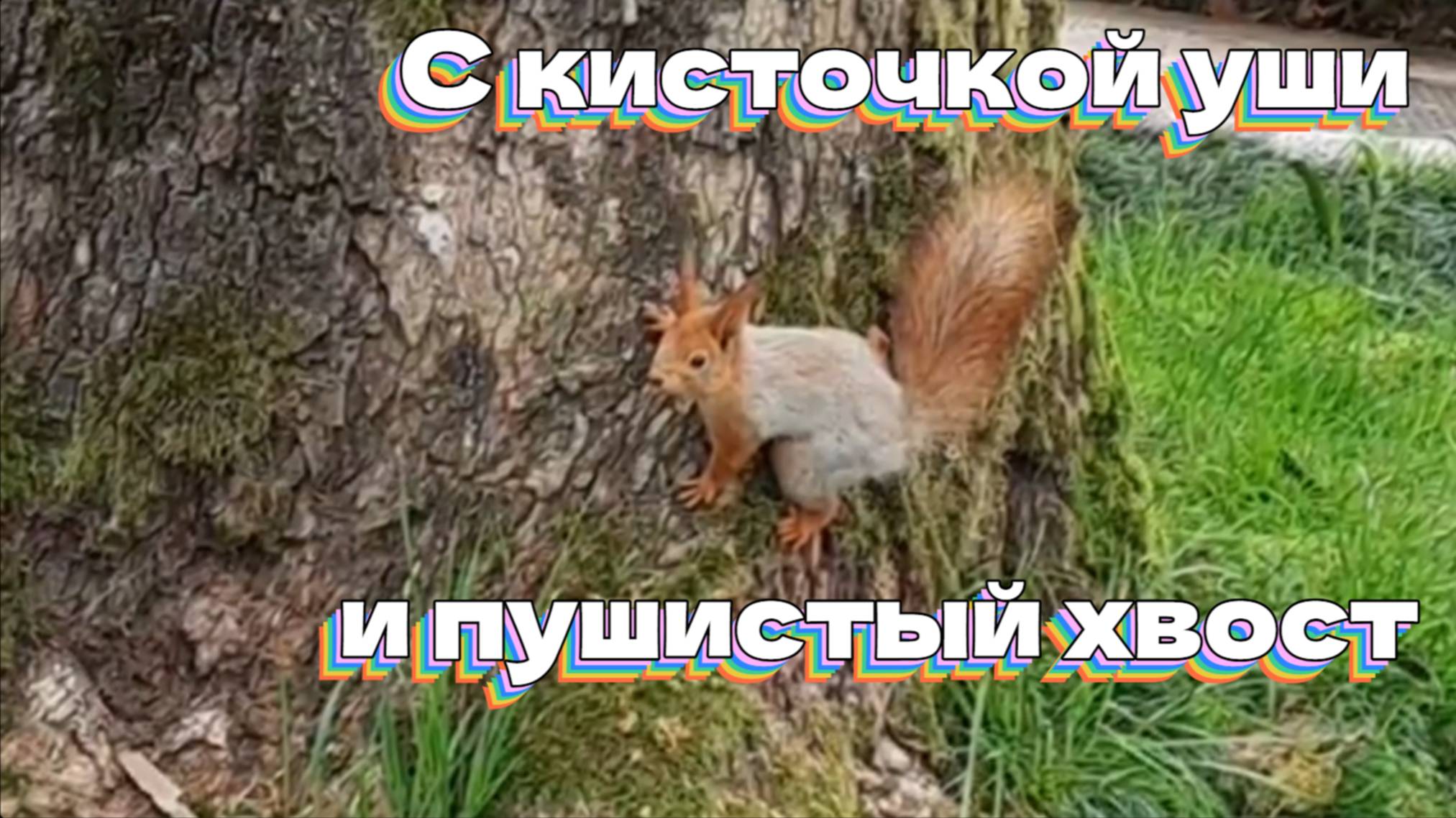 С кисточкой уши и пушистый хвост! смотреть онлайн