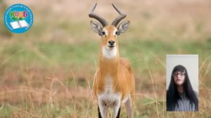 Как видят антилопы?