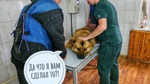 Поездка Пса Кубика в Москву к ветеринару-травматологу: 5 минут унижения и целый отличный день!