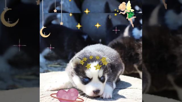 Щенки новой породы ПОМСКИ (мини-хаски)