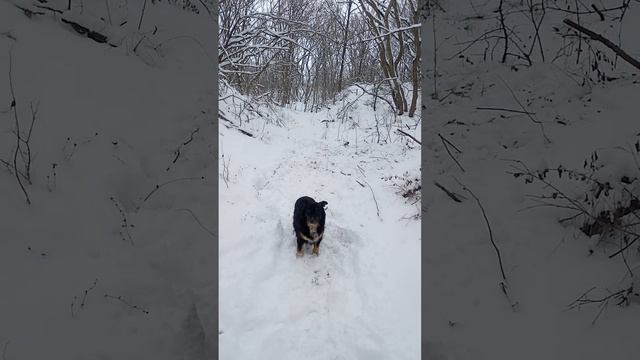 Терренкур .Зима. Наконец-то Лыжи