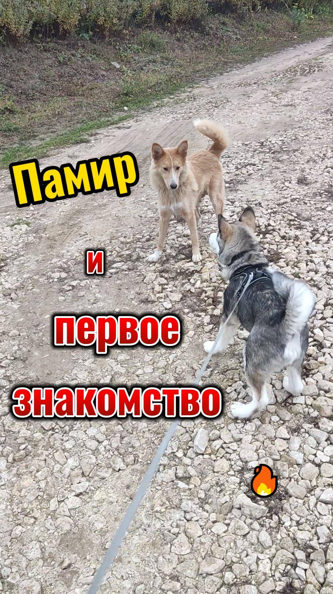 первый друг