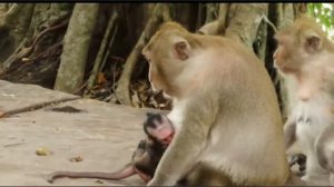 Макака детёнышу: Стоп, ... 1000015220.mp4