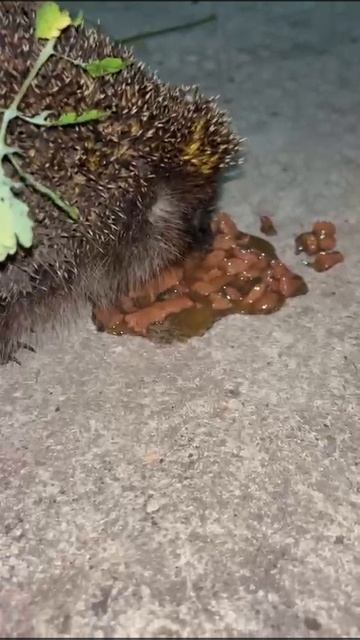 Покормили ежика👍❤🦔 смотреть онлайн