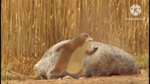 Gopher Broke Don't Disturb me From Sleeping 3