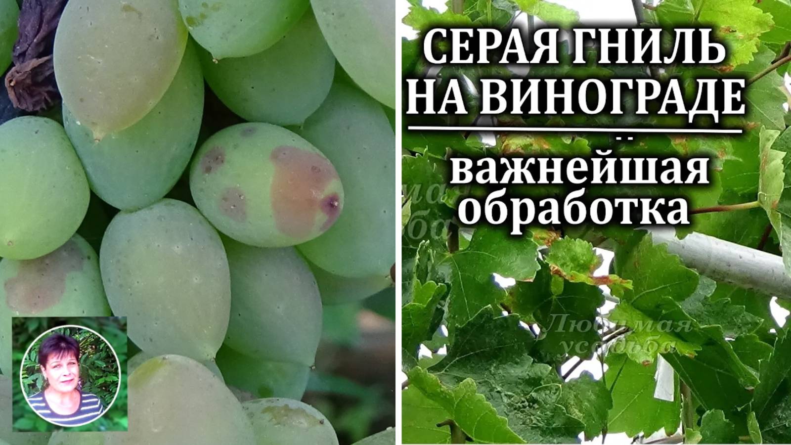 Важнейшая обработка винограда от серой гнили и милдью в момент смыкания ягод в кисти смотреть онлайн