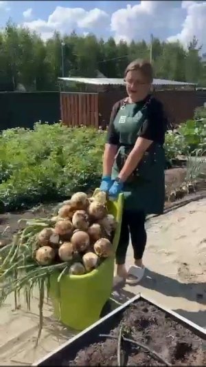 УРОЖАЙ ЛУКА ЭКСИБИШЕН 2023