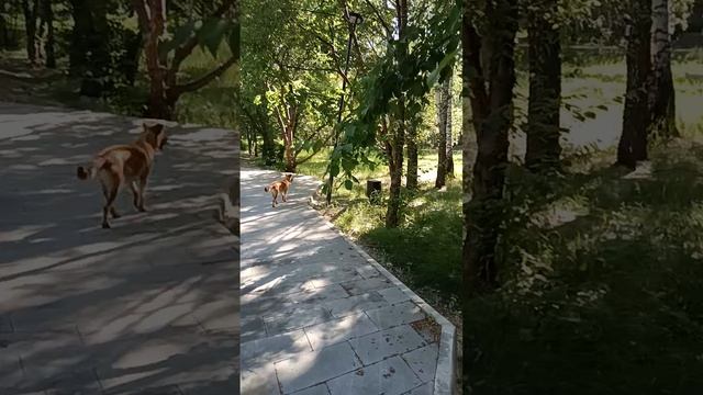 О  реконструкции сквера Сибиряко-Гвардейцев в Новосибе и отношении властей к людям и животным