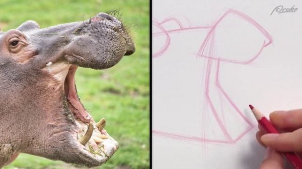 47. demo-simple-animal-portraits-level-1