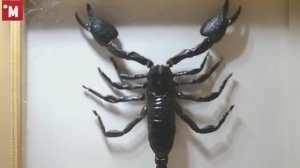 Как сделать сухое насекомое в рамке