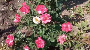 Цветение роз Алиссар Принцесса Финикийская, Ле Рози де ля Мемори и Глория Дей 2025г