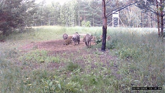 Фотоловушка. Аккумулятор сел. смотреть онлайн