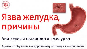 Язва желудка, причины. Анатомия и физиология желудка. Фрагмент обучения