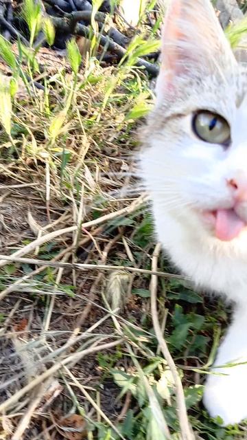 обзор на соню