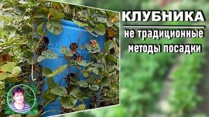 Нетрадиционные методы посадки клубники. Стоит ли так сажать. Плюсы и минусы.