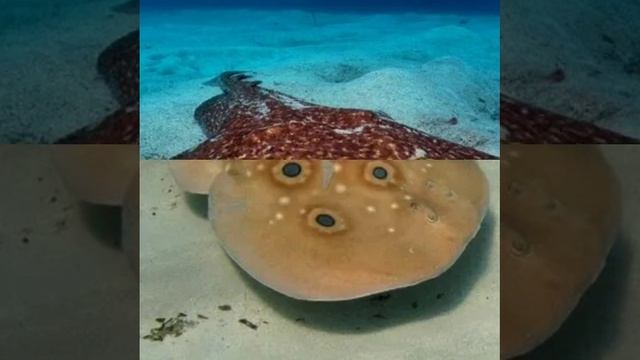 Электрический скат