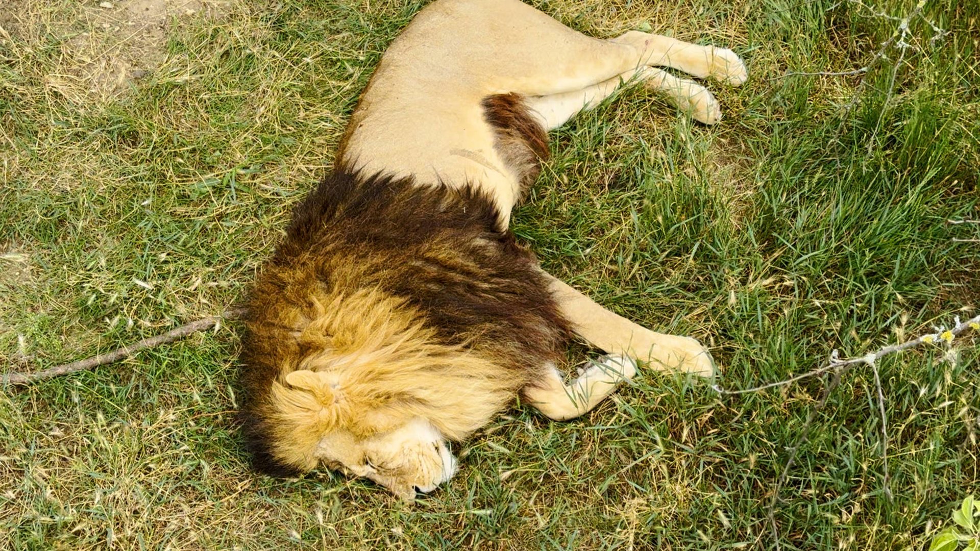 Олег Зубков ЖИВ! И БУДЕТ ЖИТЬ! Татьяна Алексагина СПАСЛА его, рискуя собой! Она его Ангел Хранитель! смотреть онлайн