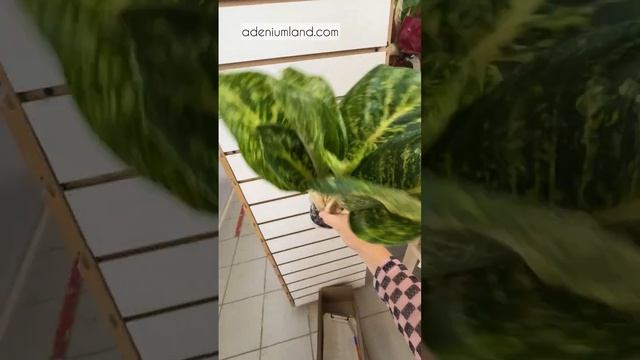 Обзор поставки аглаонем S08 июнь 2025. Часть 1