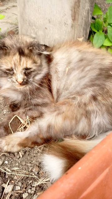 обзор на кнопочку