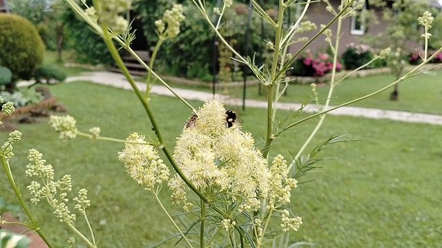 Василистник Флавум (Thalíctrum flávum) в нашем саду 2025 смотреть онлайн