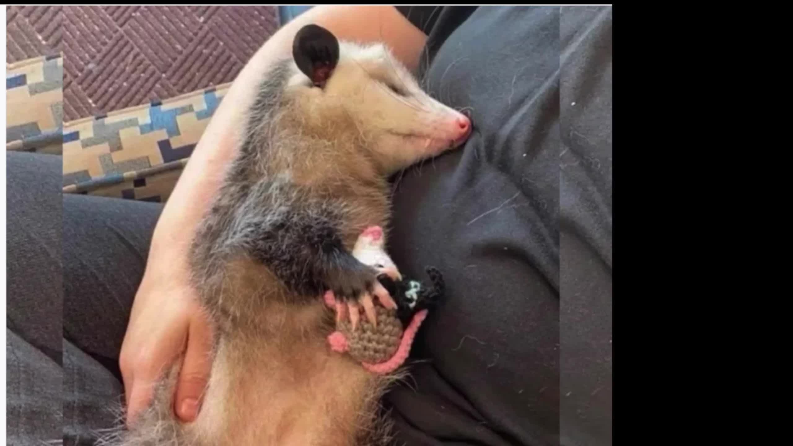 Смешные картиночки