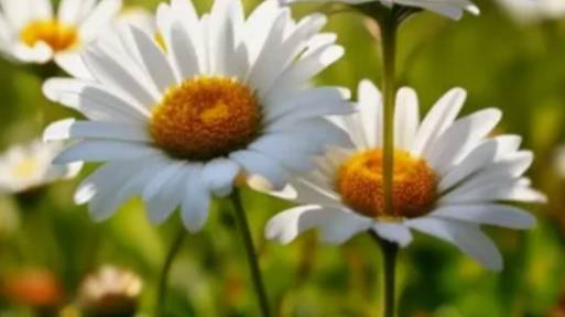 ЦВЕТЫ В ЛЕСУ смотреть онлайн