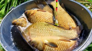 Омут полон крупняком! Ведро за час! Рыбалка на крупного карася с удочкой