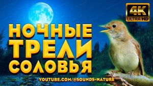 Ночные Трели Соловья, Целителя От Бога Подарят Вам - Здоровье, Радость И Отличное Настроение.