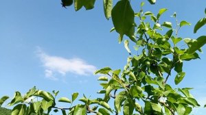 Ачух дуьнья дар хьана