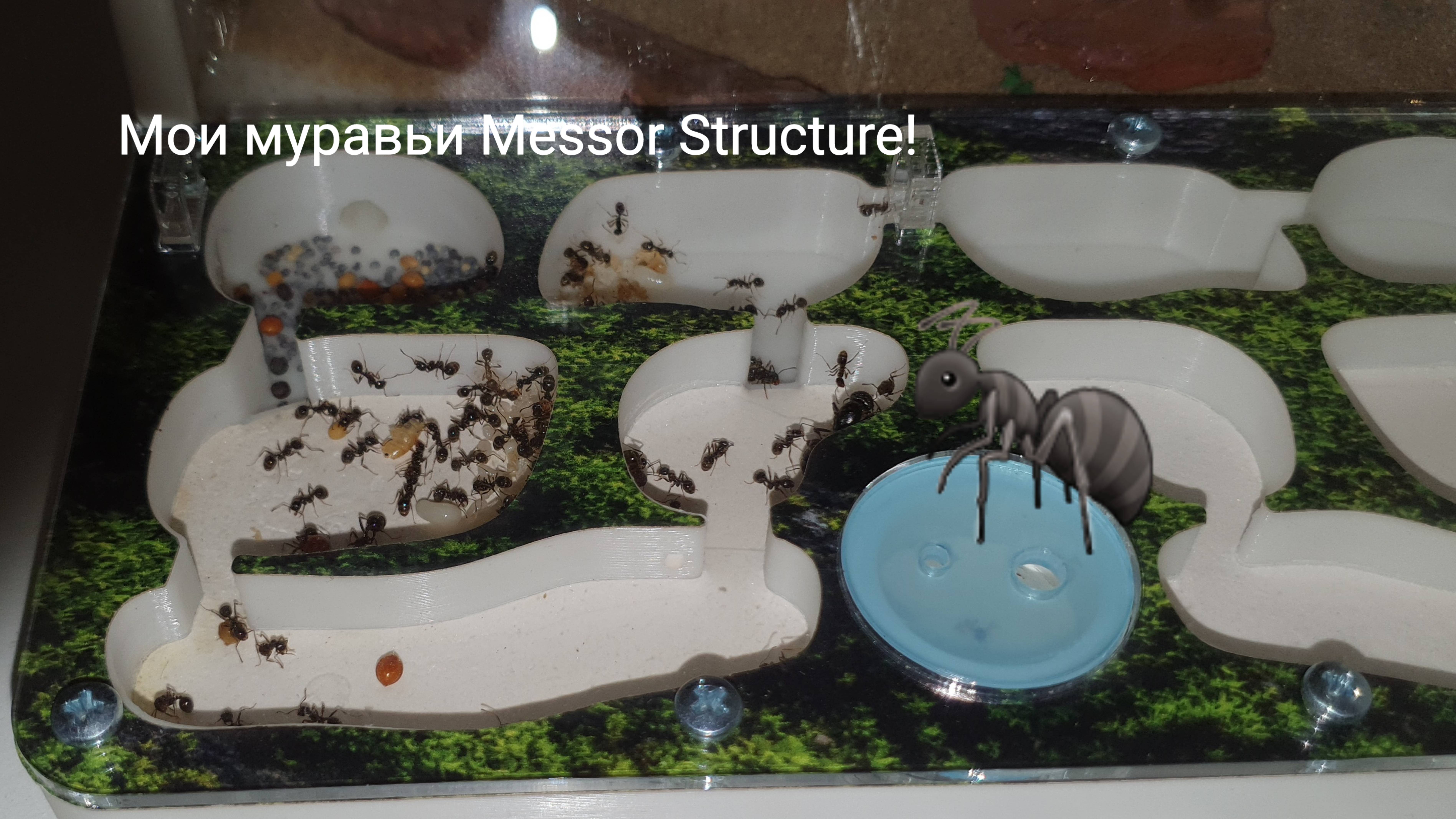 Мои муравьи Messor Structure!