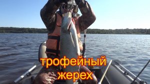 Достойный боец трофейный жерех . Рекордный жерех в начале сезона 2025.