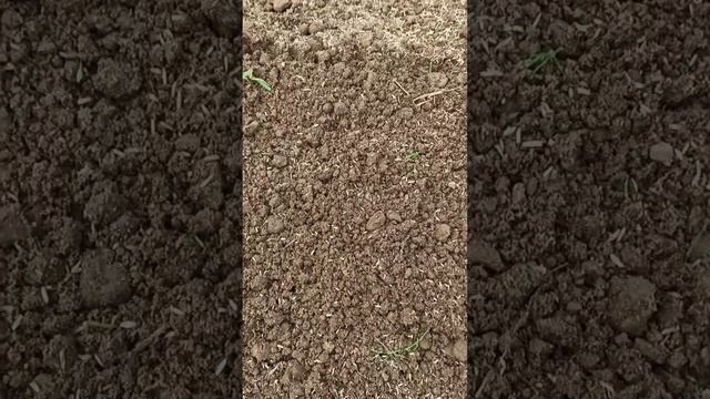 Как самостоятельно посадить газон своими руками? Легко!