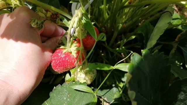 Как поднять ягоды клубники. Супер бюджетный вариант своими руками!