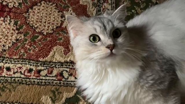 Сибирский пушистик