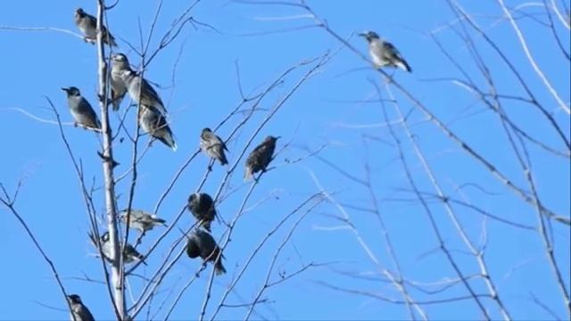 Расслабляющая музыка пение птиц  для сна