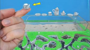 Микро посуда для муравьев! Какую еду выберут муравьи