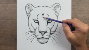 Как нарисовать морду льва легко карандашом